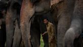 Indian forest official trampled to death by wild elephant while recording video
