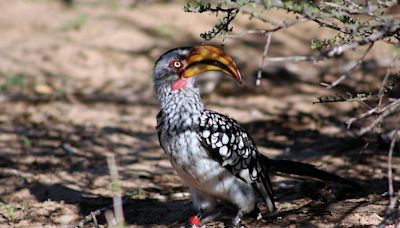 Hotter Kalahari desert may stop hornbills breeding by 2027