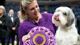 A 'PBGV' wins Westminster dog show, a first for the breed