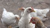 No existe riesgo para la población de contagio de la gripe aviar: SSa