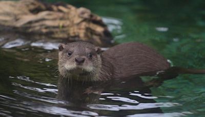 家長們別撲空！北市動物園今起休園10天 年票「這天」開賣