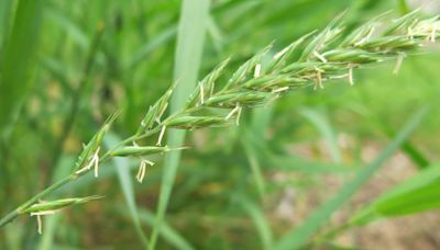 What Is Quackgrass? How to Kill It Fast Before It Takes Over Your Yard This Summer