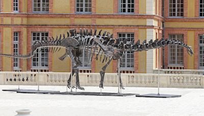 Largest dinosaur skeleton in WORLD goes on sale and could get £4.2M
