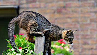 Not a feline fan? How to keep cats away from your garden without hurting them