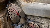 Spot a lanternfly at the beach? Officials say you should kill it.