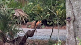 VIDEO: The baby foxes are back in Oviedo... and they're growing!