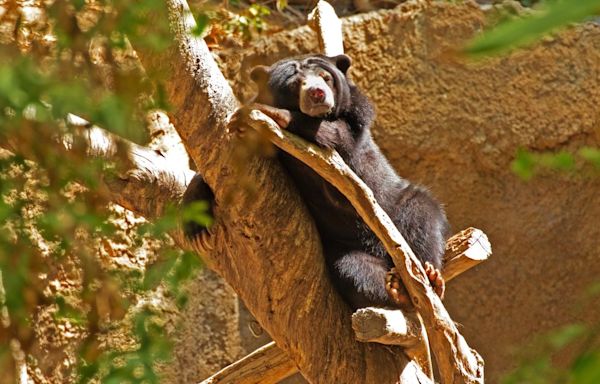 Bear and cub destroy car in Winsted after getting trapped inside