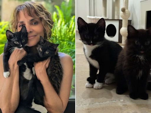 Halle Berry Is a Catwoman Again! Meet the Oscar Winner's Two New Rescue Kittens