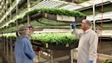 Why vertical farming just doesn't work