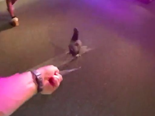 Runaway chicken leads Florida police officers on foot chase after being rescued from car