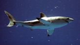Scientists say it's time to look out for great white sharks