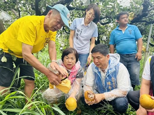 颱風凱米強風豪雨 台中高接梨落果水傷