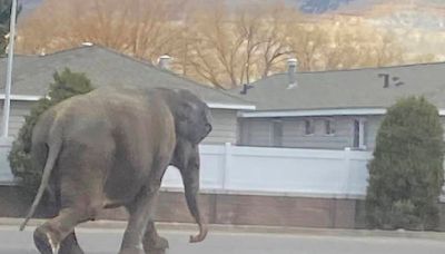 Jumanji se vuelve realidad: Elefante escapa en EU y se pasea por las calles