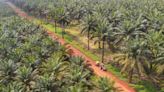 Johor Plantations, Kulim Eye Biggest Malaysian IPO in Two Years