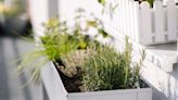 7 Drought-Tolerant Plants for Window Boxes — Hardy Choices That Will Survive Hot Weather