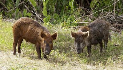 Louisiana men arrested for fraud after winning hog-hunting contests