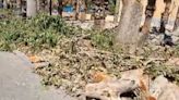 PP e IU denuncian la tala de más de una decena de árboles en Las Alamedas en Lorca