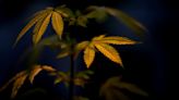 Marijuana Reclassification Bid Sends Cannabis Stocks Soaring