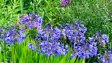 Gardening: Choose Agapanthus for a tropical look