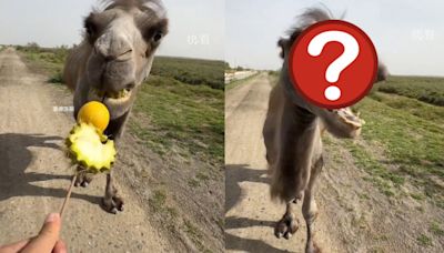 「駱駝第一次食檸檬」會有什麼反應？誇張表情曝光 網民：太可愛