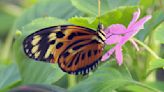 The Butterfly Place in Westford brings generations of visitors closer to nature