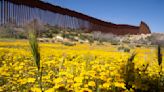 Botanists are scouring the US-Mexico border to document a forgotten ecosystem split by a giant wall