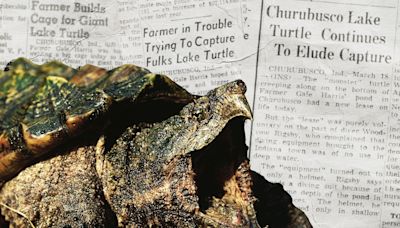 Could Citizens of This Indiana Town Have Seen a 500-Pound Turtle?