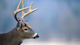 13 more CWD cases found in NC: What to know about 'zombie deer disease'