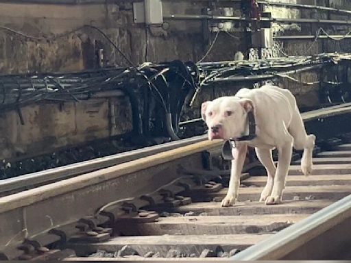 Stray Dog Runs Along Active Train Tracks, Looking For Someone To Save Him