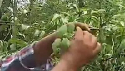 In Uttara Kannada's Ashokavana Forest, 400 Different Medicinal Plants Thrive - News18