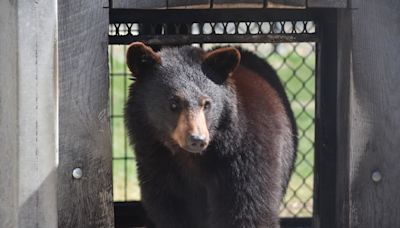 Black bear spotted in Morgantown