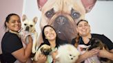 Treat yo' pet: Give your furry friends extra TLC at Fall River's Archie Pet Care Spa