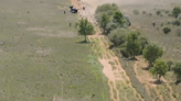 World’s first drone-shepherd successfully steers cattle herd remotely