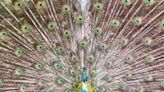 Roaming Peacock Looking For Love And Becoming Local Online Celebrity
