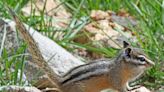 Federal officials have until August to decide if a New Mexico chipmunk should be protected