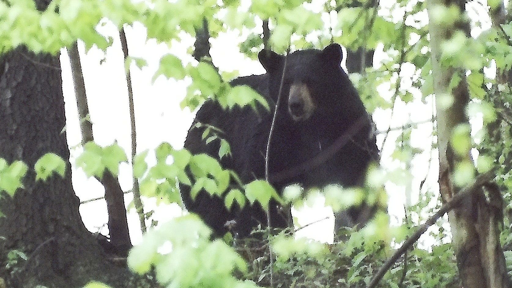 'Crazy day': Black bear collides with, swipes runner in Yosemite National Park