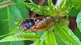 Cicadas! | Arkansas Democrat Gazette