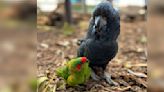 Heartbroken Bird Strikes Up An Unlikely Best Friendship With Someone Half His Size