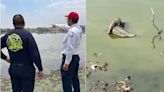 Profepa implementa operativo para buscar a cocodrilo en la Laguna de La Piedad, Edomex | El Universal