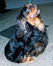 King Charles Spaniel