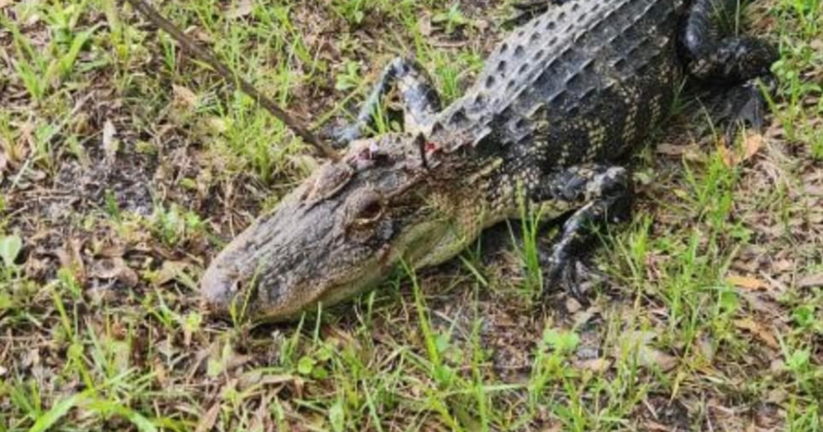 Florida alligator dies after being used for "target practice," rescuers say