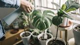 Houseplants grow ‘faster, bushier and bigger' with help of homemade fertiliser