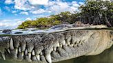 La impresionante foto de un cocodrilo en Cuba que ganó el máximo premio de los Mangrove Photography Awards