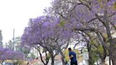 Jacarandas are blooming now in L.A., but why are some lagging behind the purple party?