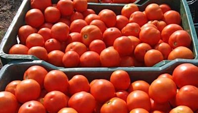 Tomato prices skyrocket as uncongenial weather hits yield in Rayalaseema