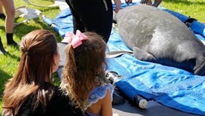 Toast the manatee released into the wild after lengthy recovery