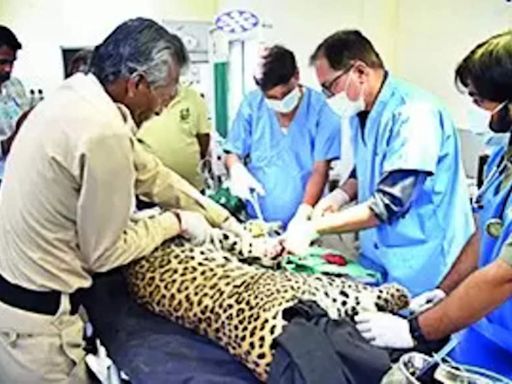 Leopard undergoes surgery at Van Vihar | Bhopal News - Times of India