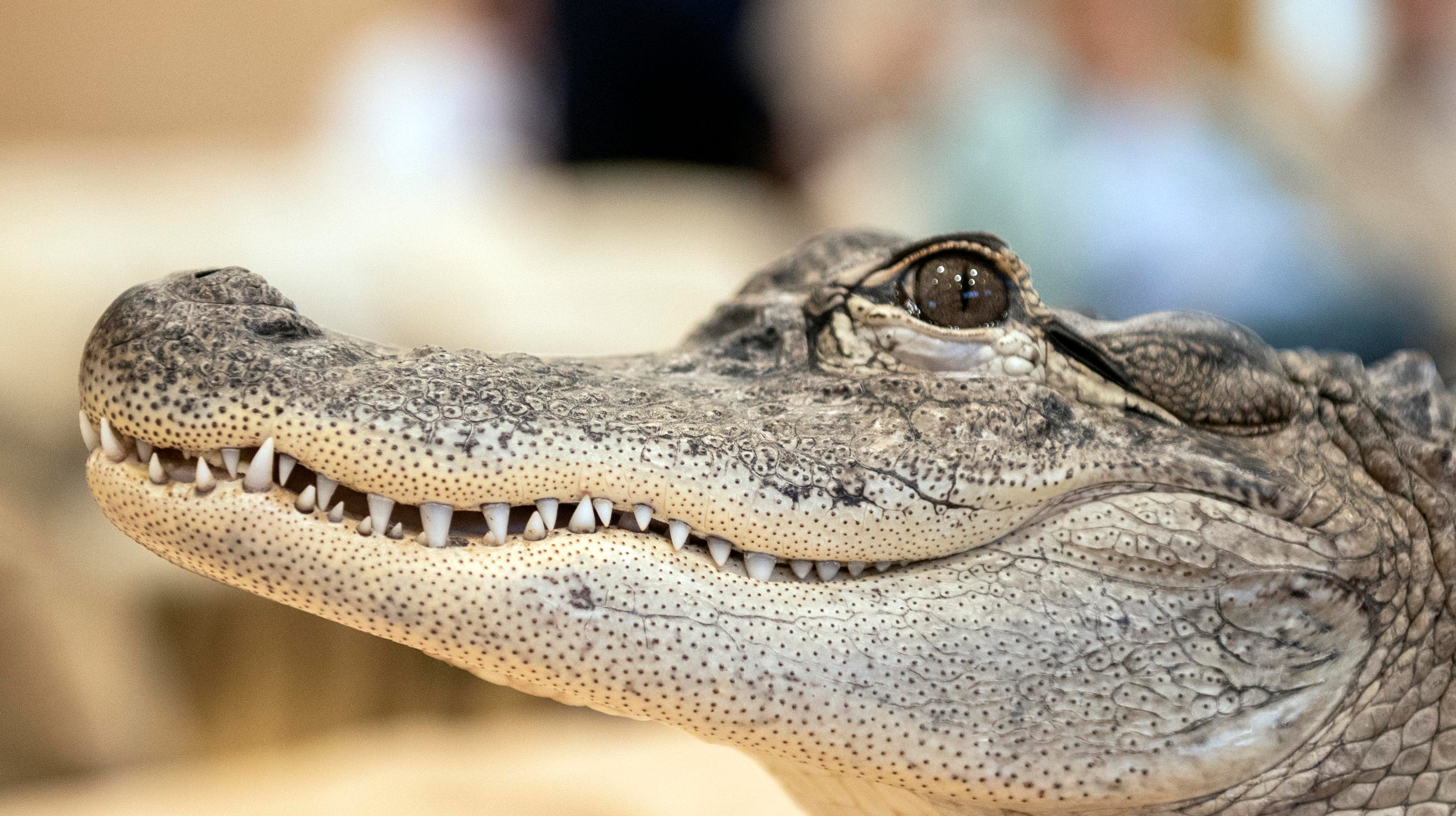 Wally gator's owner offers a reward for the return of his emotional support alligator