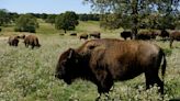 Bison's relocation to Native lands revives a spiritual bond