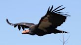 Central California condors threatened by deadly disease. What’s being done to protect them?